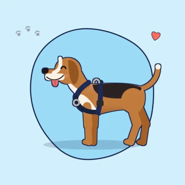 Illustration: Beagle in einem dunkelblauen Geschirr mit zwei Leinenringen