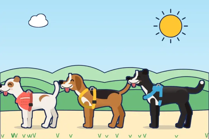 Illustration: drei Hunde in unterschiedlichen Geschirrarten nebeneinander