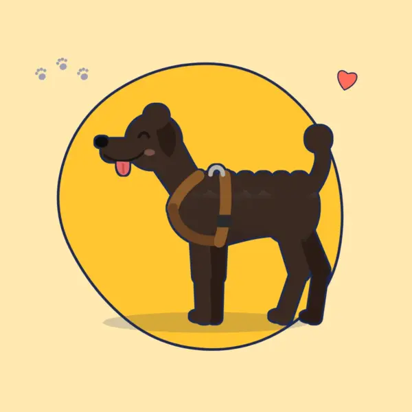 Illustration: dunkler Pudel in einem Y-Geschirr aus braunem Leder