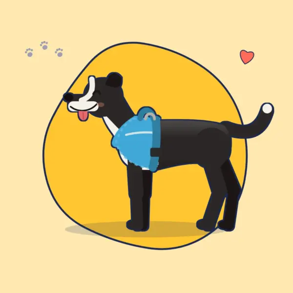 Illustration: Border Collie in einem himmelblauen, gepolsterten Hundegeschirr