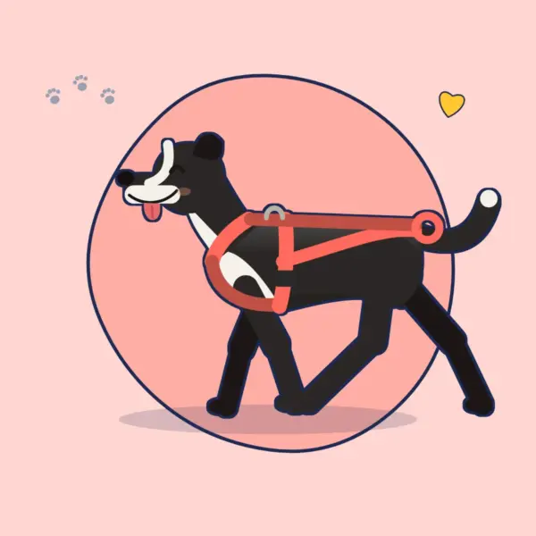 Illustration: Border Collie läuft in einem korallenroten Jogging-Geschirr