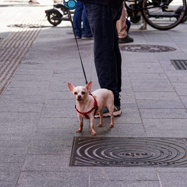 Beispielfoto: Kleiner beiger Chihuahua mit rotem Geschirr an der Leine auf einem Gehweg