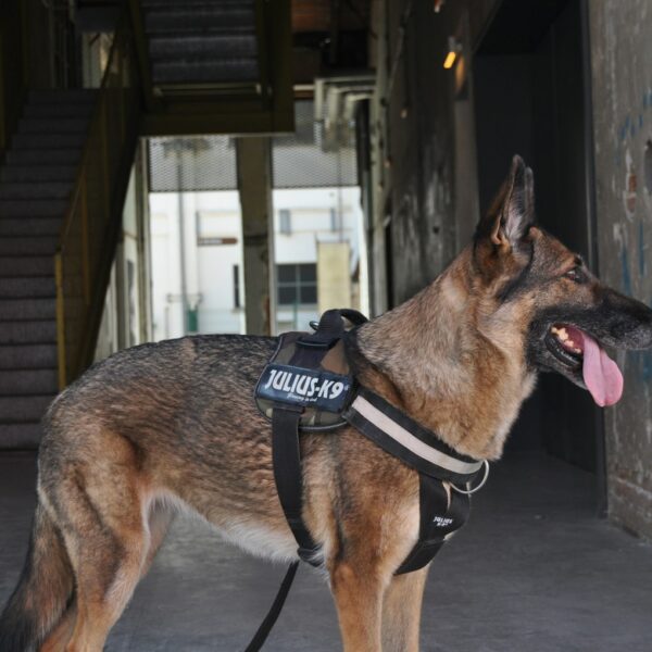 Beispielfoto: Braun-schwarzer Deutscher Schäferhund mit schwarzem Ledergeschirr