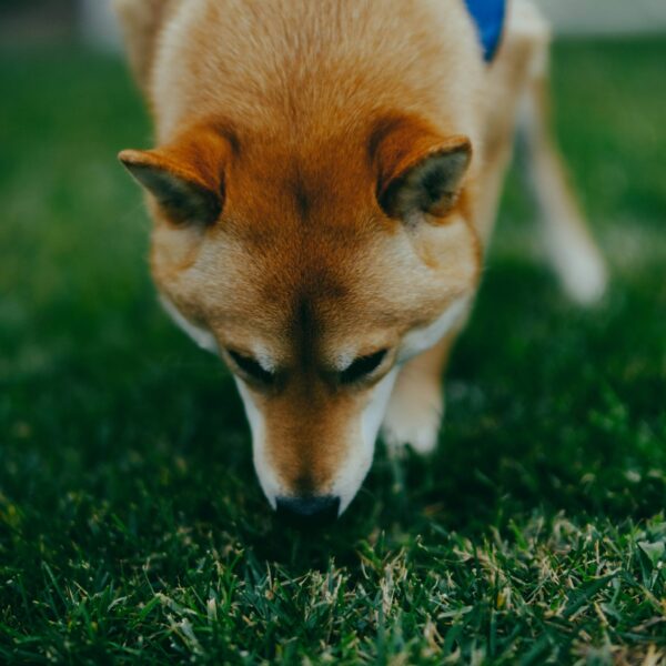 Beispielfoto: Kleiner brauner Hund mit blauem Westengeschirr