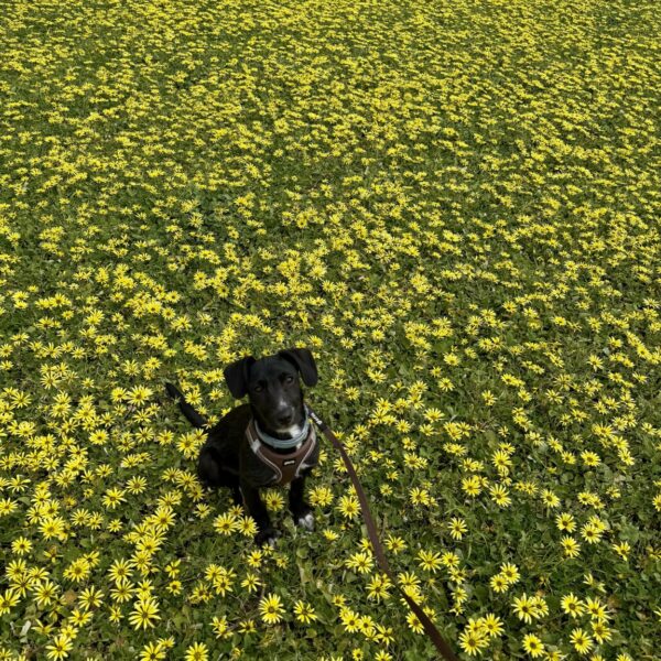 Beispielfoto: Schwarzer Hund mit braunem Geschirr und Leine sitzt in einer Wiese mit gelben Wildblumen