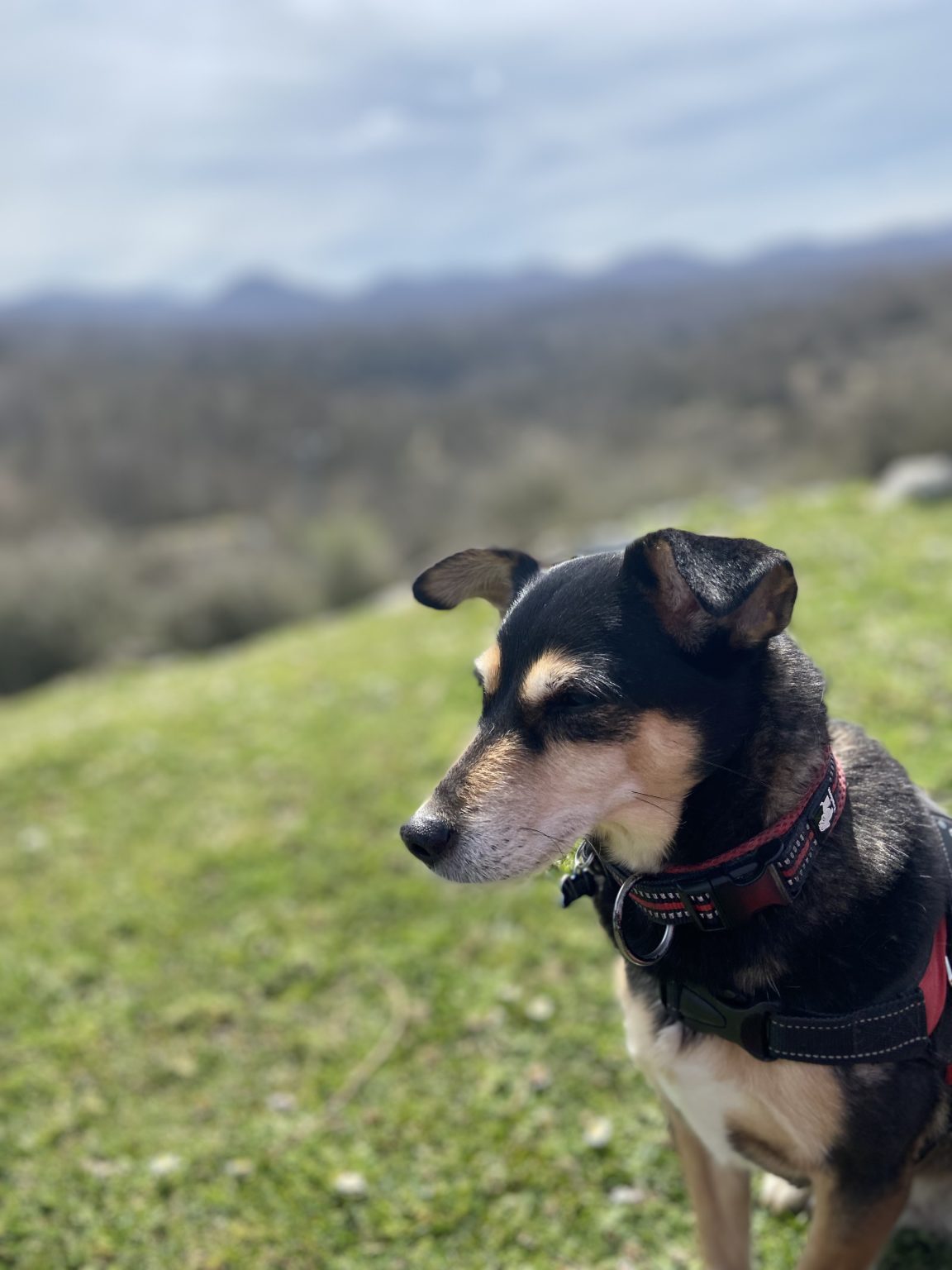 Beispielfoto: Schwarz-brauner Hund mit rotem Geschirr im Profil vor unscharfer Landschaft