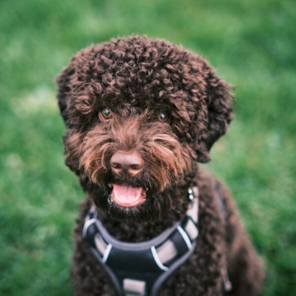 Beispielfoto: Lagotto Romagnolo mit schwarzem Westengeschirr